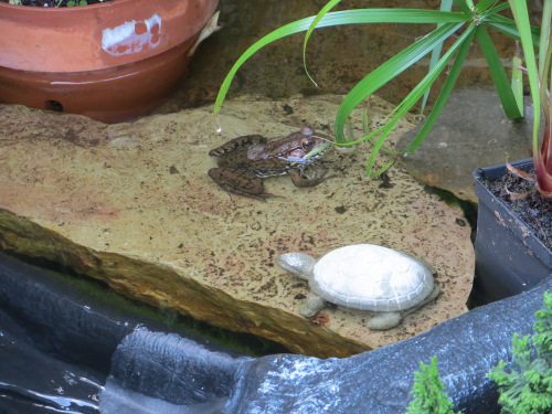 Mr.TurtleMr.Frog