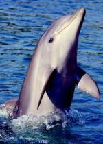 Dolphin face.