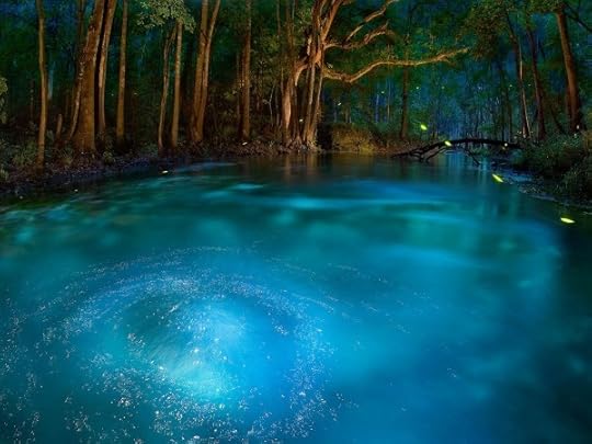 Ichetucknee florida fireflies