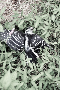 stunned (downy woodpecker)