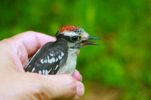 dazed but recuperating