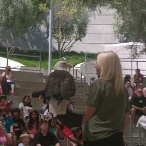 eagle