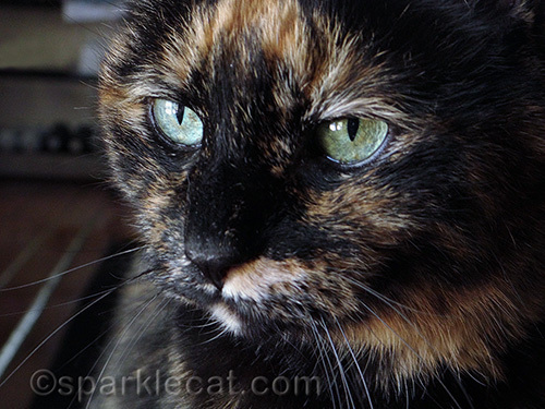 She is not allowed on my purrsonal office chair