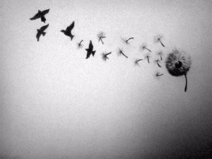 freedom flower