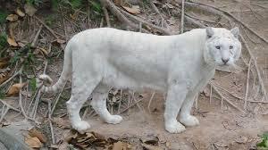  photo tiger_zpscb628248.jpg