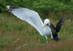 Goes all Luis Suarez on gull's eye