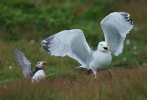 Gull vanquished. Go puffin.