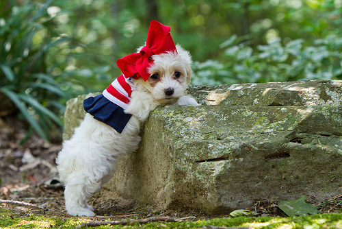 PatrioticPuppy