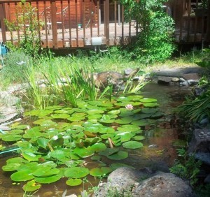German Shepherd Dog in fish pond