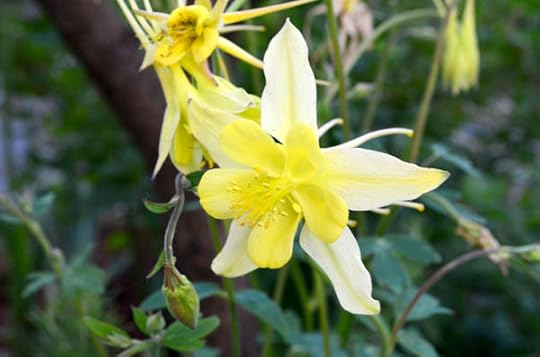 columbine