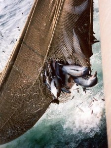 Dolphins crushed in net