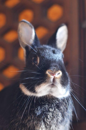 Koucha the bunny, Photo courtesy of Brittany