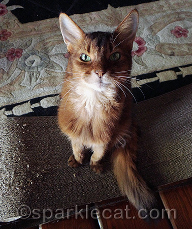 I have lots of news for you today!
