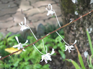 Delicate orchids in the gardens of the resort.