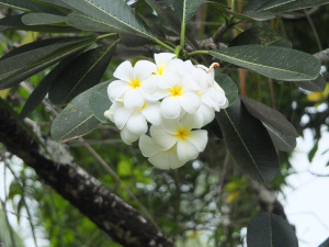 My favorite flowers; the gloriousy perfumed frangipani.
