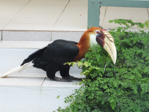 Kokomo Bird... so cute when they jump.