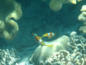 Clown fish everywhere!
