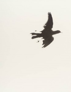 Blackbird II 1970-1 by Colin Self born 1941