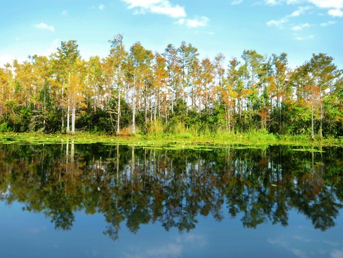 Cypress trees along Lake Russell, Disney Wilderness Preserve