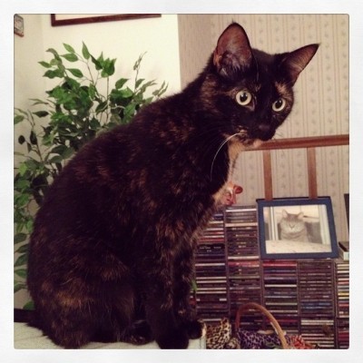 tortoiseshell_cat