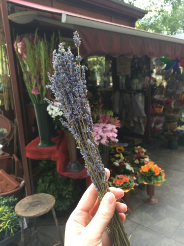 Lavender
