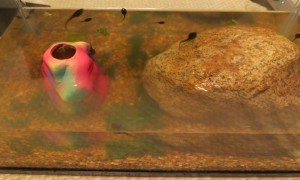 tadpole2