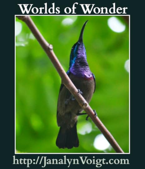 Worlds of Wonder | Creative Worlds of Janalyn Voigt