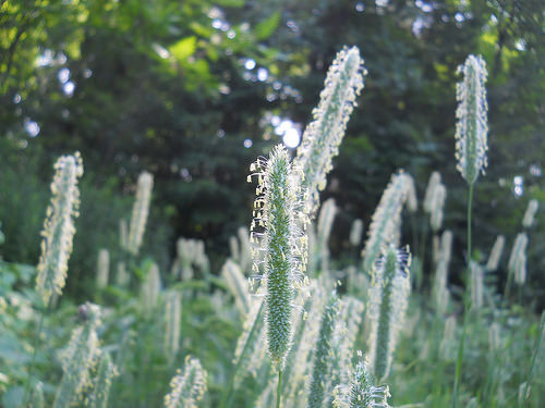 grass flowers (Timothy grass, Phleum pratense)