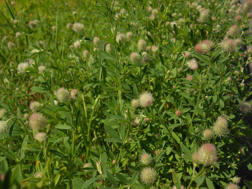 rabbit's foot clover