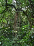 Jungle