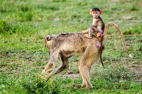 Mother and baby baboon