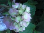 Joy'sHydrangeas