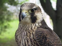 A Juvenile Peregrine Falcon.