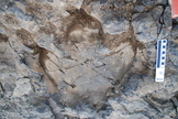 Denali dinosaur tracks
