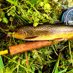 A buttery brown next to the Old Yellow Rod. 