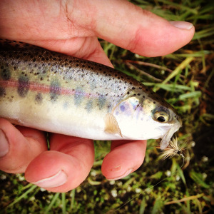 A fishes' worth should never be measured by its size. 