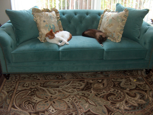 cats on teal couch