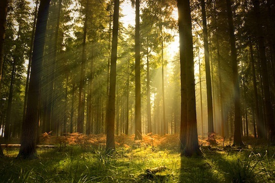 photodune 514835 forest walk s