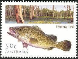 Murray Cod Stamp