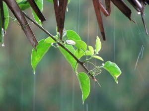 rain-on-green-leaves