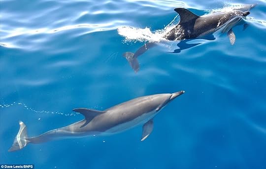 The dolphins were spotted by a group of Welsh fishermen near Milford Haven, in Pembrokshire, Wales, while they were enjoying a fishing trip
