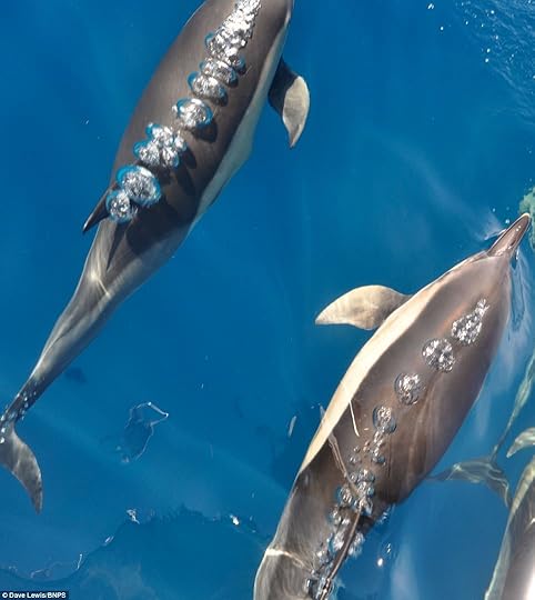 Large trails of air bubbles could be seen as the dolphins swum past the group's boat, captured here in pictures taken by Mr Lewis from the vessel