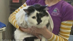 article-2584286-1C6A8A1400000578-405_634x356