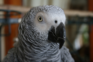 The Cantankerous Parrot