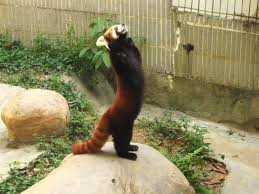 red panda