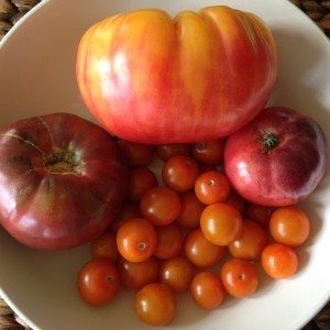 tomatoes12