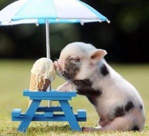 piglet and ice cream
