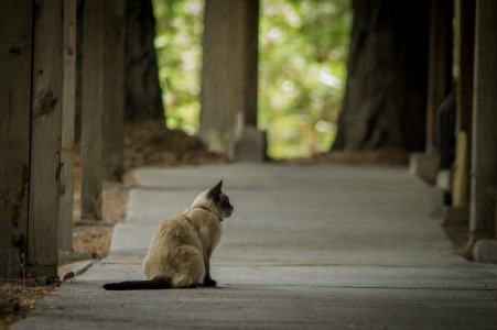 Shasta_Abbey_cats