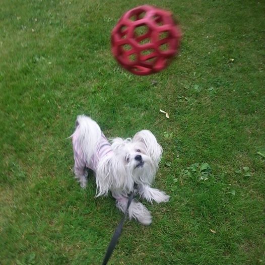 petal-about-to-catch-ball