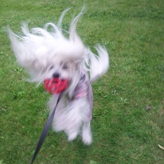 petal-a-blur-as-she-catches-ball